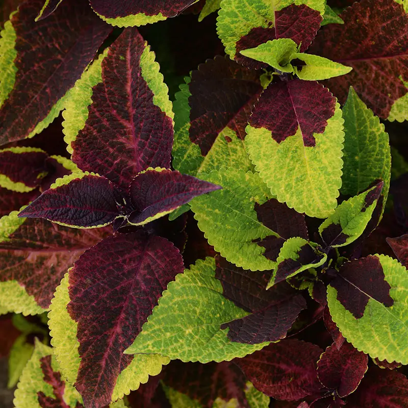 Billig Palettblad 'Burgundy Lime'