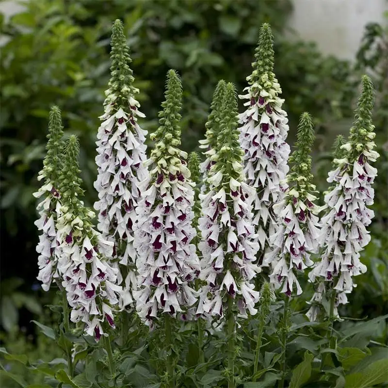 Rabatter Fingerborgsblomma 'Pam's Split'