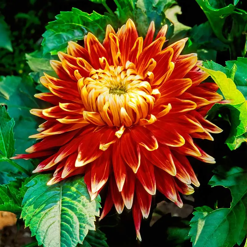 Utförsäljning Dekorativdahlia 'Akita'