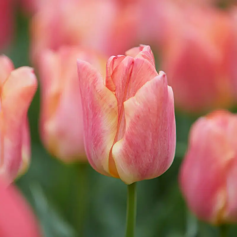 Tulpan 'Passio Sweet' Lågt pris