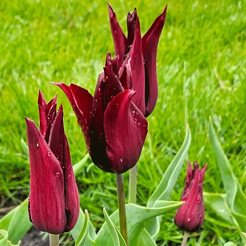 Tulpan 'Sarah Raven' Populärt val