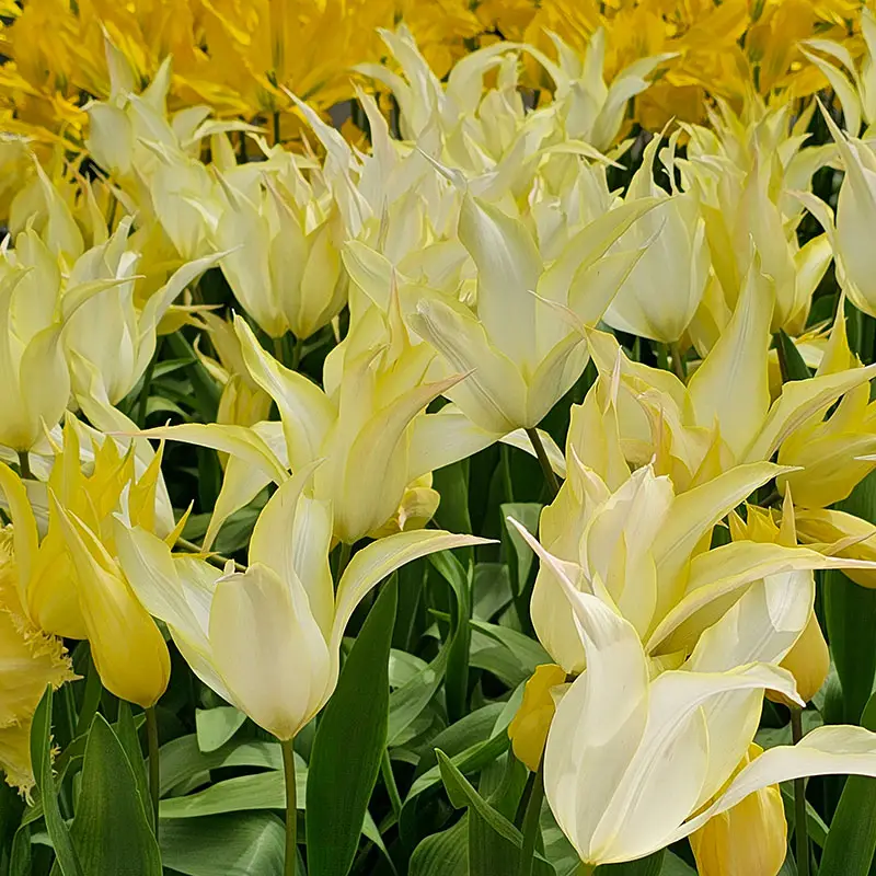 Begränsat erbjudande Liljetulpan 'Florijn Chic'