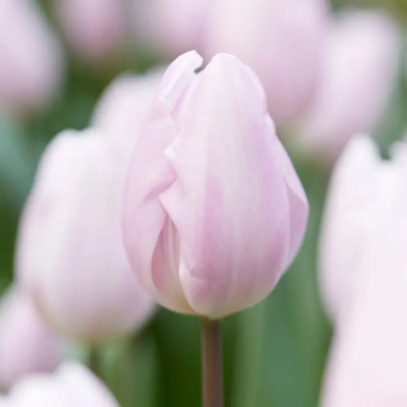 Reapris Triumftulpan 'Silver Cloud'