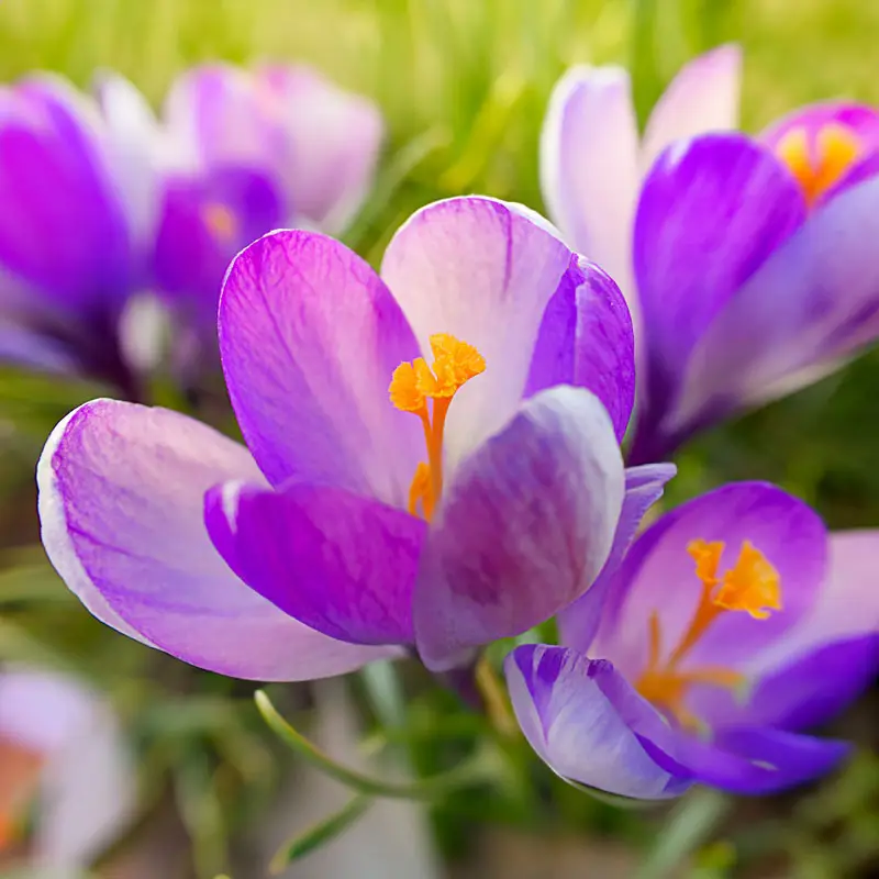 Köp online Hybridsnökrokus 'Vanguard'