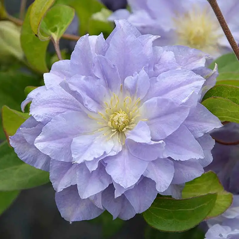 Klematis 'Azure Ball' Beställ idag
