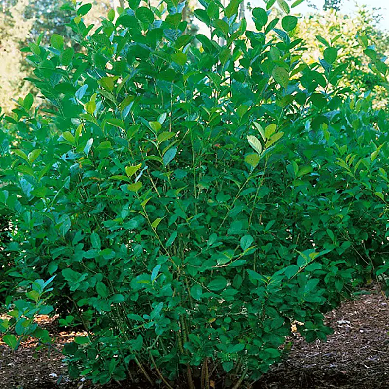 Fynd Slånaronia 'Elata' 60-100 cm, 5-pack