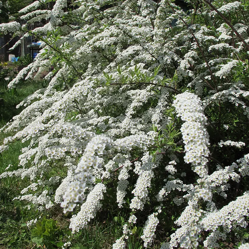 Norskspirea 'Grefsheim' E, 20-pack Endast denna vecka
