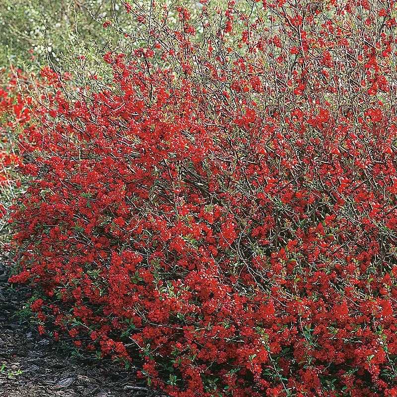 risnedsättning Hybridrosenkvitten 'Nicoline'