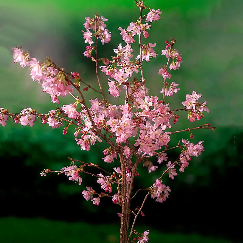 Kurilerkörsbär, Prunus nipponica var. Kurilensis 'Ruby' risnedsättning