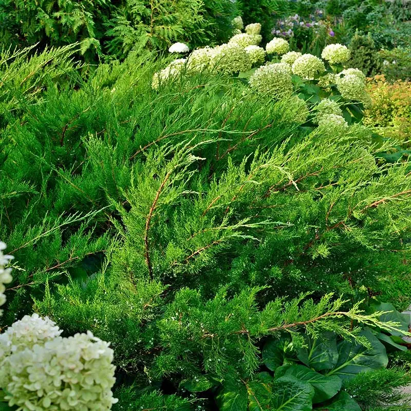 Rabatt Trädgårds-en 'Mint Julep', 1-pack 30-40 cm