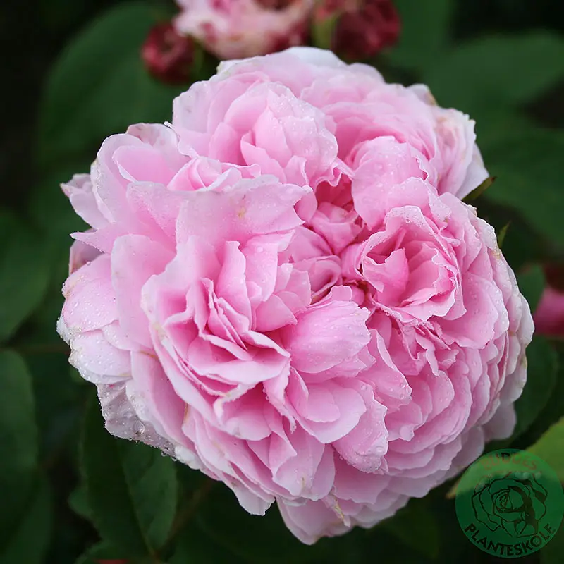 Ros 'Jacques Cartier' Billigare