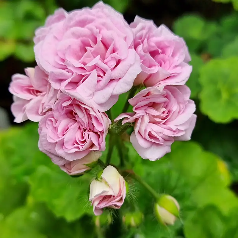 Hybridhängpelargon 'Millfield Rose' Lågt pris