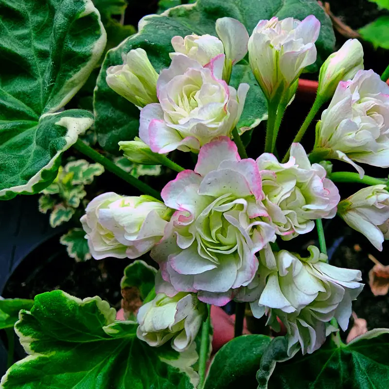 Kundfavorit Rosenknoppspelargon 'Aiko'