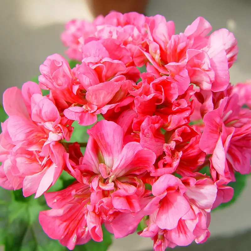 Zonalpelargon 'Brookside Flamenco' Expressleverans