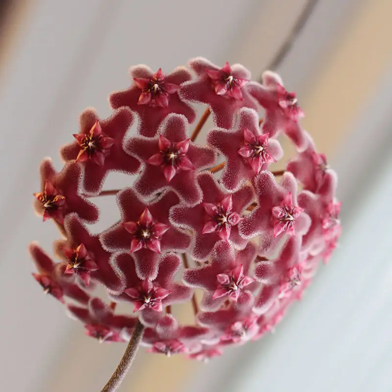 Rabatter Röd porslinsblomma ’Red Button’